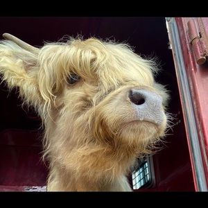 Meet your Posher, Owen